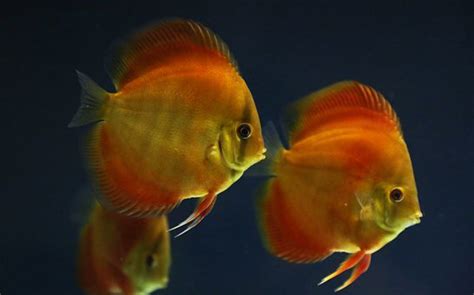 discus fish for sale near me|Home .